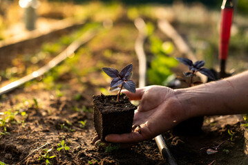 Planting basil  seedlings. A male farmer plants small basill seedlings in a garden with drip...