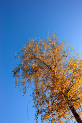 Autumn, blue sky and tree leaves with orange foliage with peace, abstract background and natural environment for ecology. Low angle, fall and countryside with fresh air for growth and sustainability