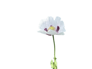 White Poppy with inner stripes. Background removed.