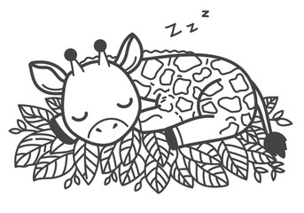 Obraz premium The giraffe sleeps peacefully, holding a leaves, its preferred meal.