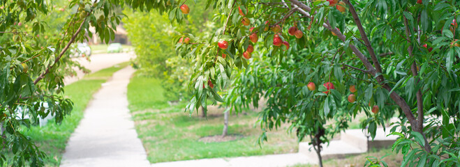 Panorama view residential street sidewalk and abundant of red ripe fruits on Nectarines tree branch...