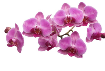 Pink orchid flowers branch isolated on transparent background