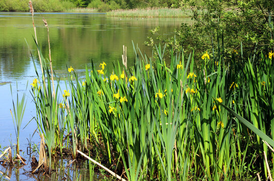 Bed of Yellow Iris plants in Spring, Derbyshire England
