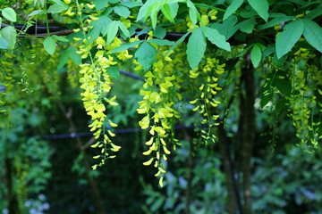 Bunches of Laburnum flowers, Derbyshire England
