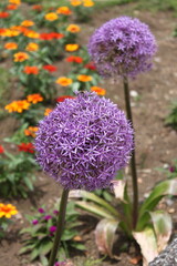 flowers in the garden