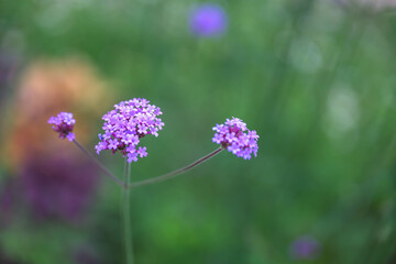 flower, nature, plant, pink, garden, purple, flowers, spring, summer, flora, bloom, blossom, blooming, grass, beauty, field, meadow, macro, closeup, bee