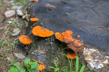 mushroom, nature, forest, fungus, autumn, fungi, mushrooms, food, brown, green, plant, woods, wild, yellow, leaf, tree, orange, moss, wood, cap, natural, macro, leaves, grass, season
