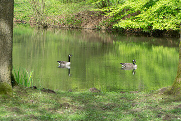 Region Teutoburger Wald im Frühling