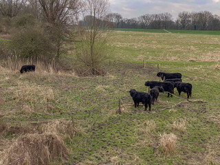 Herd of black cows on a meadow in the Netherlands.