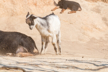 Fototapeta premium 砂嵐に耐える山羊