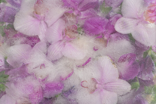 abstract background with pink orchids frozen in ice