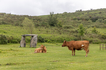 Vaca rubia gallega, una especie de vaca original de Galicia, España