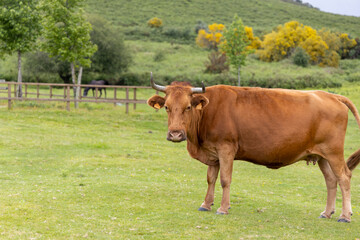 Vaca rubia gallega, una raza especial original de Galicia, España