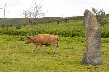 Vaca rubia gallega, una raza especial original de Galicia, España
