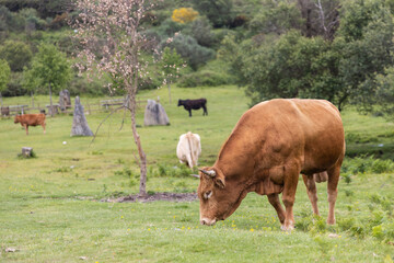 Vaca rubia gallega, una raza especial original de Galicia, España