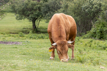 Vaca rubia gallega, una raza especial original de Galicia, España