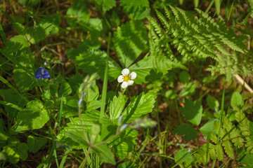 White flower close up in grass, spring bloom