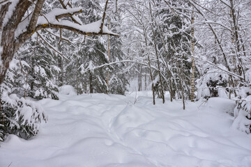 Winter in a spruce forest, spruces covered with white fluffy snow. Selective focus. Winter Landscape with Snow and Trees. Snow covered trees in forest during winter
