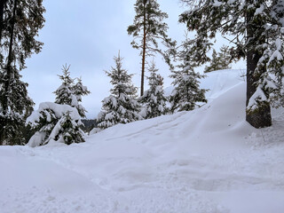Winter in a spruce forest, spruces covered with white fluffy snow. Selective focus. Winter Landscape with Snow and Trees. Snow covered trees in forest during winter