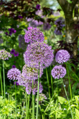 giant allium