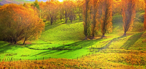 Nature, environment and field in autumn morning for countryside, sustainability or conservation....