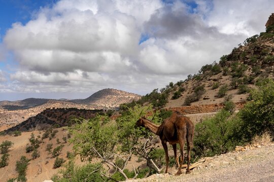 dromedary grazing and eating leaves from a tree on the side of a road in the Altlas Moutnains of southern Morocco