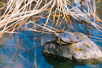 turtle in the pond