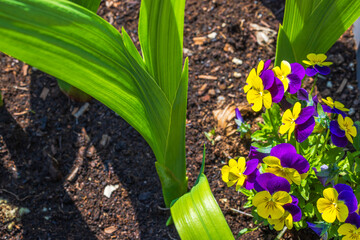 Macro view of blooming yellow and purple pansies along with gladiolus flowers growing in a garden...
