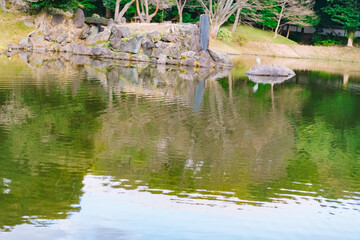 heron in the pond