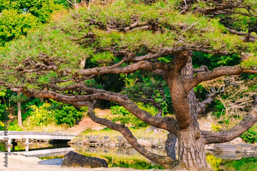 Wall mural trees in the park