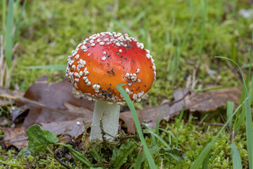 Amanita muscaria, también conocido como matamoscas o falsa oronja, entre otros nombres,1​2​ es un hongo basidiomiceto muy común y popular, considerado venenoso