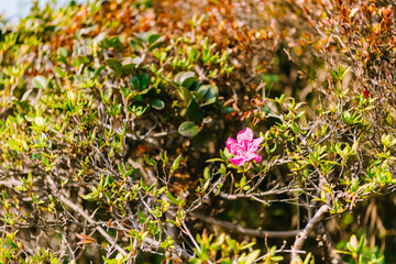 flowers in the grass