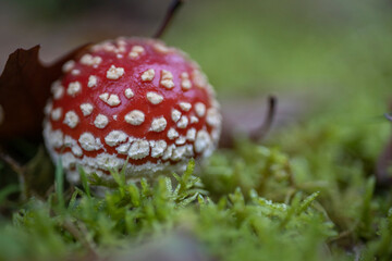 Amanita muscaria, también conocido como matamoscas o falsa oronja, entre otros nombres,1​2​ es un hongo basidiomiceto muy común y popular, considerado venenoso
