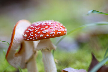 Amanita muscaria, también conocido como matamoscas o falsa oronja, entre otros nombres,1​2​ es un hongo basidiomiceto muy común y popular, considerado venenoso