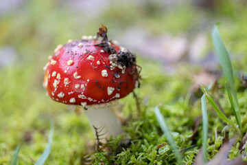 Amanita muscaria, también conocido como matamoscas o falsa oronja, entre otros nombres,1​2​ es un hongo basidiomiceto muy común y popular, considerado venenoso