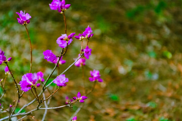flowers in the garden