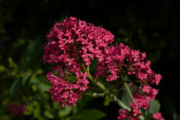 Red valerian in the morning light