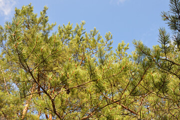 Pine branches against sky.