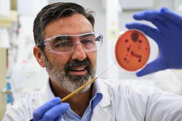 Middle aged professional scientific examining a petri dish with salmonella in microbiology...