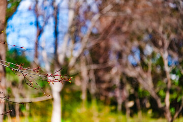spring in the forest