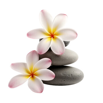 Two white plumeria flowers with round zen stones on an isolated background