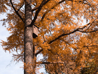Birdhouse hangs from tree in autumn landscape, with larch trunk and twig shadows