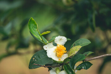 Green tea tree Flower fresh leaves in eco herbal farm. Tree tea plantations in morning sun light. Freshness herbal natural garden farmland. Drinking organic relax. Green tea tree in farm