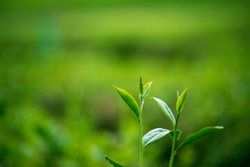 Green tea tree leaves field plant in camellia sinensis organic farm. Close up Tree tea plantations mountain green nature background in morning. Fresh young tender bud herbal Green tea tree in farm
