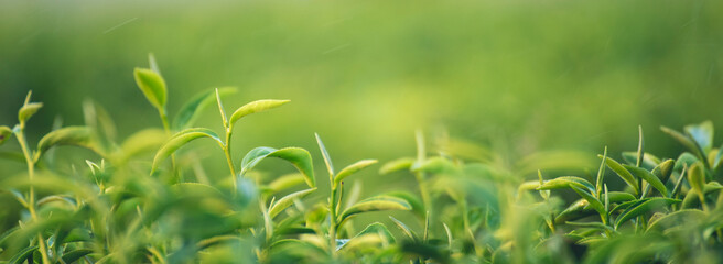 Banner Green tea tree leaves field young tender bud herbal Green tea tree in camellia sinensis...