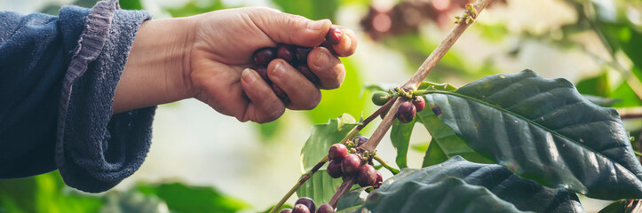 Banner hands harvest red seed in basket robusta arabica plant farm. Coffee plant farm Close up...