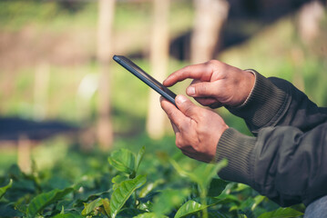 Smart farmer holding smartphone in eco green farm sustainable quality control. Close up Hand control planting tree. Farmer hands cultivated fresh garden in eco biotechnology. Farmland technology