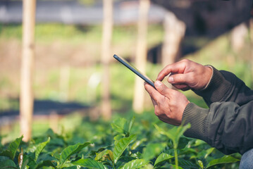 Smart farmer holding smartphone in eco green farm sustainable quality control. Close up Hand...