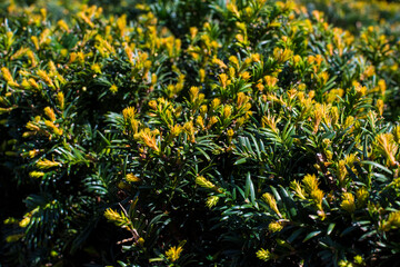 Natural background of the evergreen plant with fresh young branches. Close up.