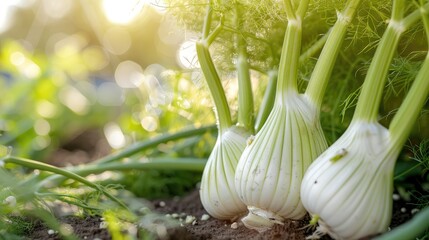 fennel grows in the garden on the farm
